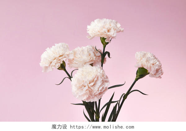 粉底康乃馨鲜花花朵教师节教师节母亲节康乃馨花朵